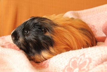 cute black and ginger guinea pig with long hair relaxing on the pink blanket