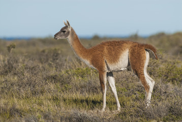 Guanacos, Lama Guanicoe, Patagonia ,Argentina