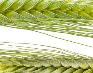 green ears of wheat isolated on white background
