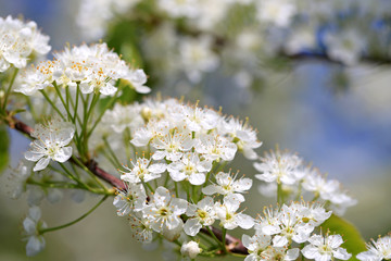 White Flowers of Prunus Close Up