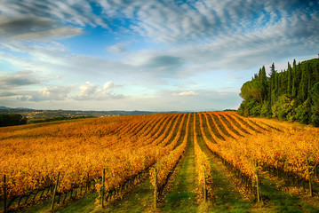Autumn vineyards field in Tuscany