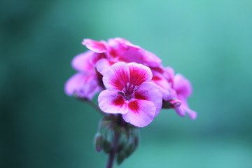 Pink Flower