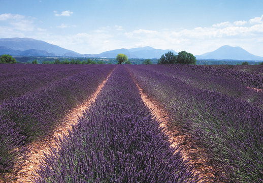 lavender fields provence france