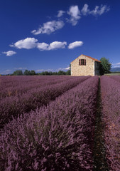 Obraz na płótnie Canvas lavender fields provence france
