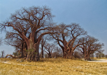 Baines Baobab Botswana 1