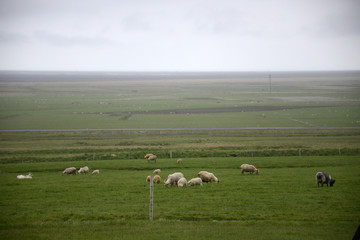 Obraz na płótnie Canvas Epic Landscape in Iceland with green grass sheep 2