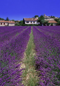 lavender fields provence france