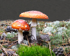 Fly agaric