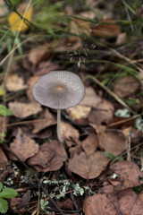 A mushrom
