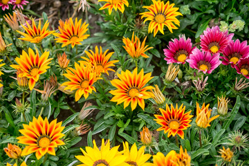 Colorful Flowers in the garden