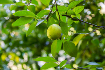 Lime on tree branch