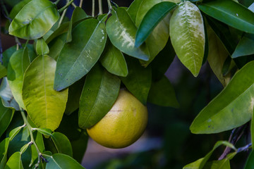 grapefruit on tree branch