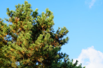 Pine tree with blue sky  on sunny day