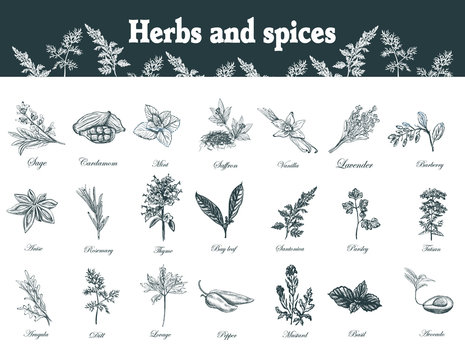 Herbs and spices set. Hand drawn officinale medicinal plants. Organic healing wild flowers. Vector botanical illustrations. Engraving floral sketches