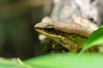Frog sitting on a tree branch A beautiful green foliage.