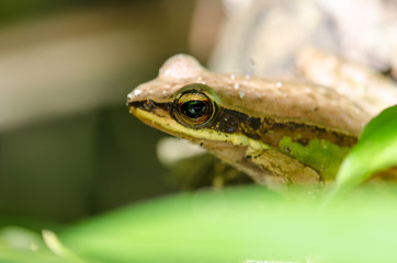 Frog sitting on a tree branch A beautiful green foliage.