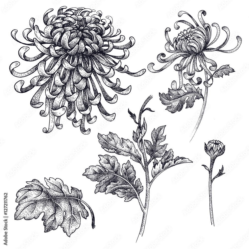 Wall mural Japanese chrysanthemum flowers on a white background.