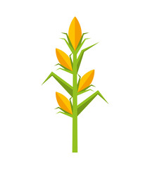 Fototapeta na wymiar corn plant isolated icon vector illustration design