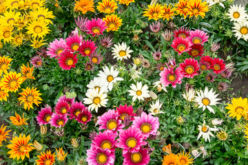 Colorful Flowers in the garden