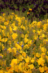 Violet and hyacinth garden 