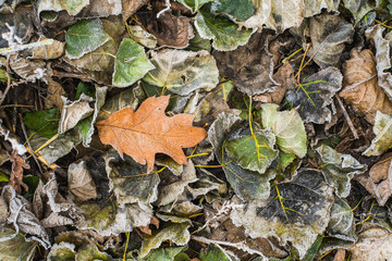 Autumn leaves background. Many dry bright fallen leaves of red, green, grey, orange colors on snowy ground. Flat lay horizontal colour photo.