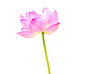 The Lotus Flower.White Background.
