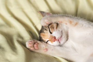 Fototapeta na wymiar cat sleep on bed