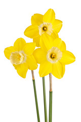 Three flowers of a reverse-bicolor daffodil cultivar isolated © sbgoodwin
