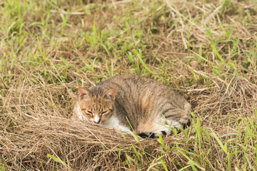 Cute domestic cat sleep on the grass.
