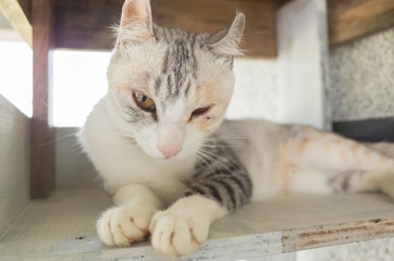 adorable domestic cat