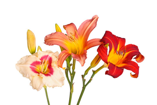Three different daylily flowers isolated