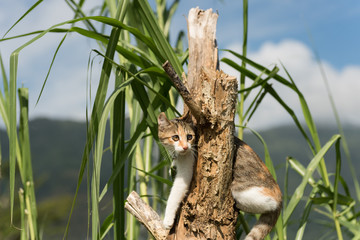 little cat climb the tree