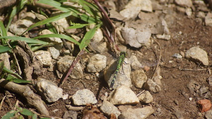 Green dragonfly resting on a rock.