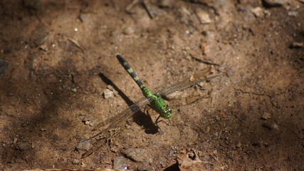 Green dragonfly resting on the ground.