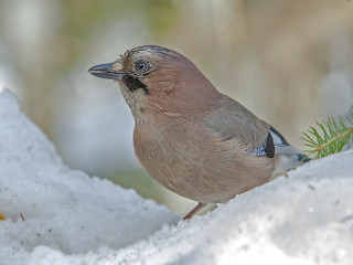 colorful little birds in the forest