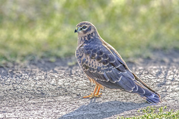 handsome predatory hawk