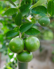 Fresh lime at the tree.