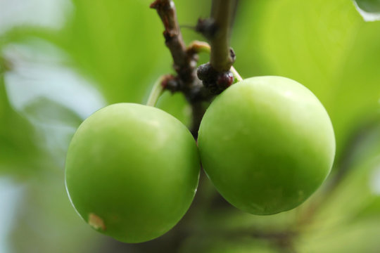 Plum Tree 