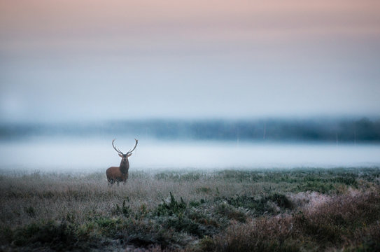 Beautiful red deer stag on the field near the foggy misty forest landscape in autumn in Belarus.