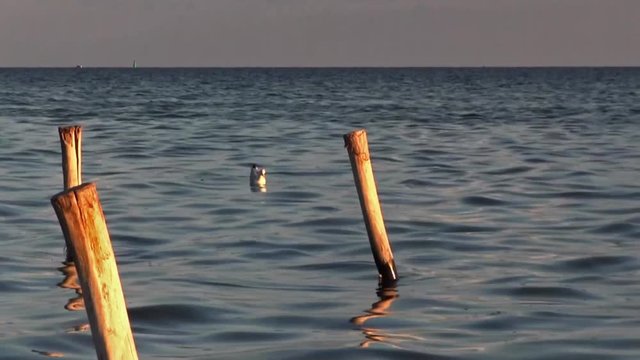Seascape. Seagull during the hunt.