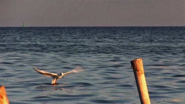 Seascape. Seagull during the hunt.