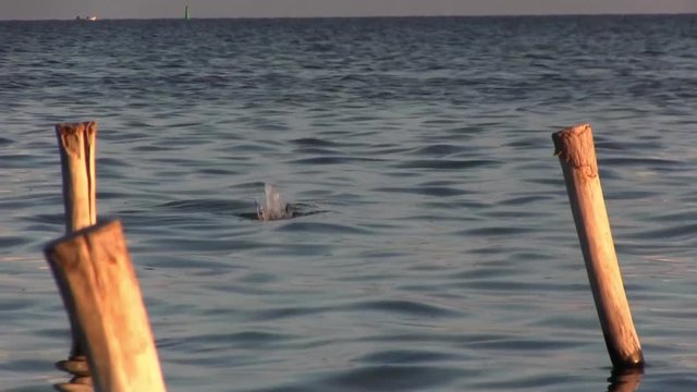 Seascape. Seagull during the hunt.