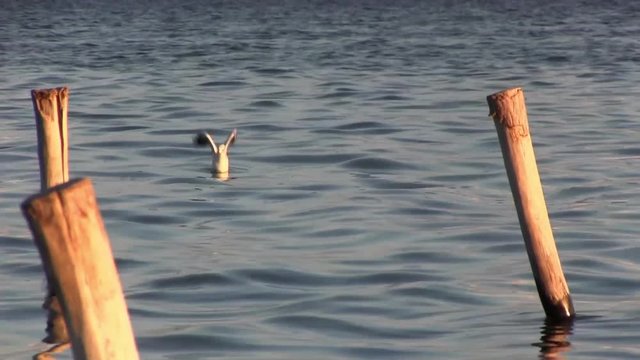 Seascape. Seagull during the hunt.