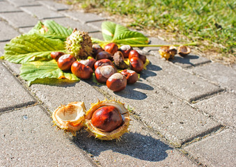 chestnuts on the pavement