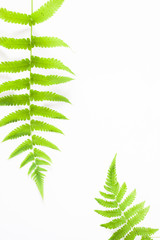 Flat lay of fern isolated on white background with copy space