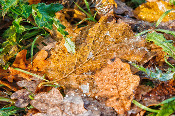 yellow leaf covered with ice