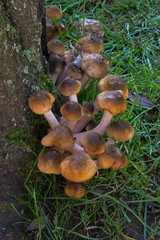 Chiodino (Armillaria mellea) o famigliola