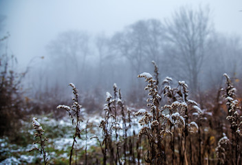 brown blades of grass covered with snow