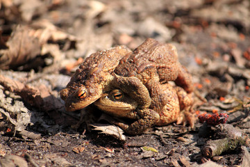 ropucha szara (Bufo bufo)