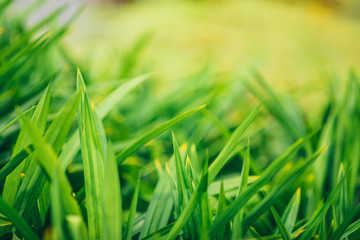 Background of fresh green grass in sunshine,selective focus.